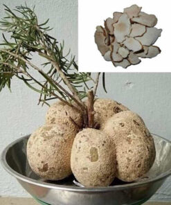 Bạch Linh Sấy Khô Thượng Hạng Thương Hiệu SATOSO - Ảnh 6