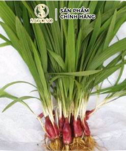 Sâm Đại Hành Khô Thương Hiệu Satoso - Ảnh 6