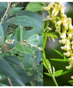 Khổ Sâm Khô Giúp Hỗ Trợ Các Vấn Đề Về Da Thương Hiệu SATOSO - Ảnh 6
