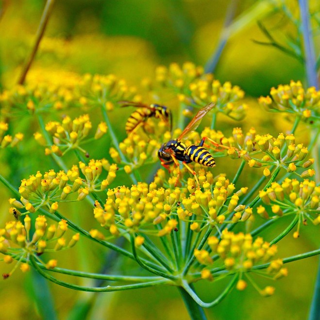 Tiểu Hồi Hương Khô Thượng Hạng Thương Hiệu SATOSO - Ảnh 6