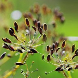 Tiểu Hồi Hương Khô Thượng Hạng Thương Hiệu SATOSO - Ảnh 7