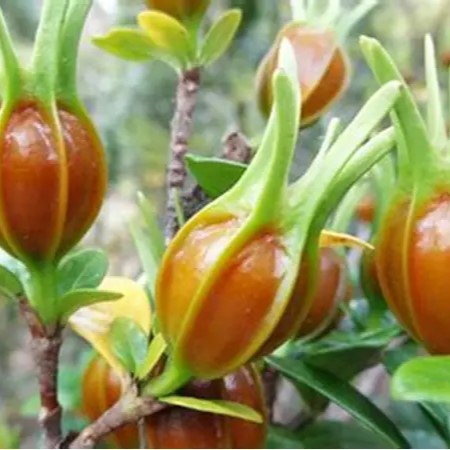 Hạt Dành Dành Khô Satoso - Ảnh 5