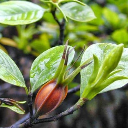 Hạt Dành Dành Khô Satoso - Ảnh 3