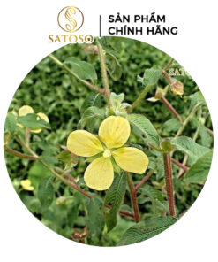 Cây Rau Mương túi lọc Satoso - Ảnh 4