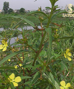 Cây Rau Mương túi lọc Satoso - Ảnh 2