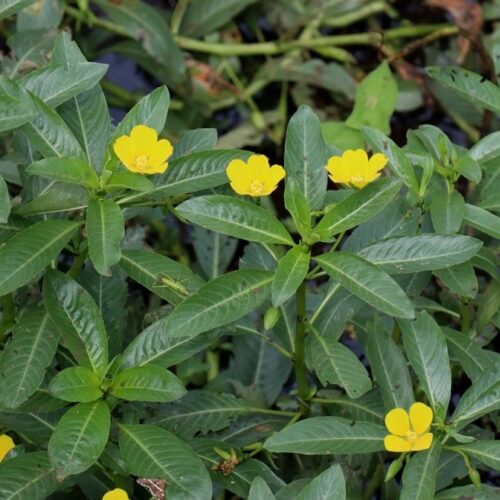 Cây Rau Mương túi lọc Satoso