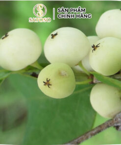 Cây Cơm Nguội Khô SATOSO