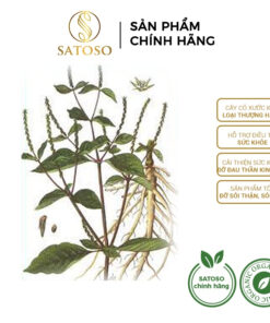Cây cỏ xước khô SATOSO thượng hạng tác dụng hỗ trợ tốt cho xương khớp