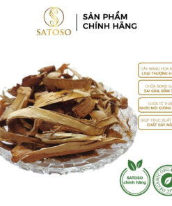 Cây náng hoa trắng khô SATOSO