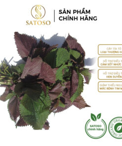 Cây Tía Tô Khô Dạng Túi Lọc Thượng Hạng SATOSO Thanh Lọc Cơ Thể, Giải Nhiệt Tự Nhiên