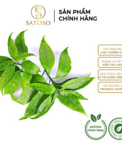 Cây Hoàn Ngọc Khô SATOSO