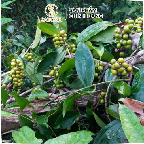 Sâm Xuyên Đá Sấy Khô SATOSO Hỗ Trợ Bồi Bổ Cơ Thể, Tăng Cường Sức Khỏe