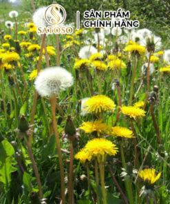 Thân Cây Bồ Công Anh Khô Sạch Thượng Hạng SATOSO