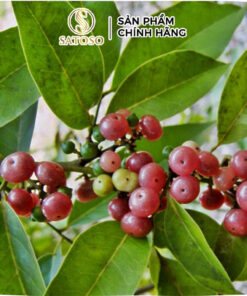 Cây Bưởi Bung Khô SATOSO - Ảnh 2