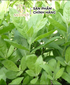 Cây Cúc Tần Sấy Khô, Sạch Satoso