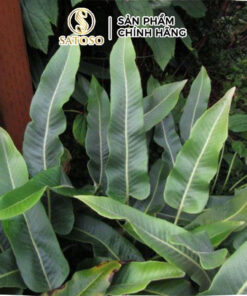 Cây Thạch Vĩ Khô SATOSO Hỗ Trợ Thanh Lọc Cơ Thể