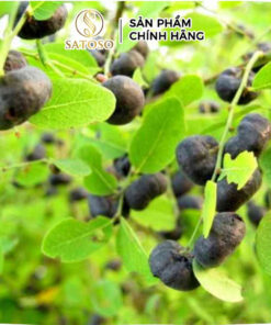 Cây Mực (Phèn Đen) Khô SATOSO