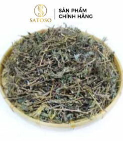 Cây Mắc Cỡ Khô (Cây Xấu Hổ) SATOSO