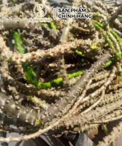 Cây Thần Thông Khô Hỗ Trợ Ổn Định Đường Huyết, Tăng Cường Sức Khỏe Gan SATOSO