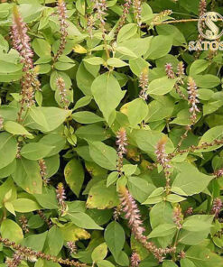 Cây cỏ xước khô SATOSO thượng hạng tác dụng hỗ trợ tốt cho xương khớp - Ảnh 2