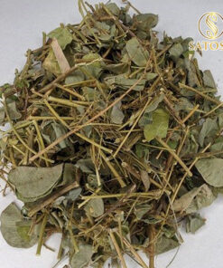 Kim Tiền Thảo Thượng Hạng SATOSO - Ảnh 2