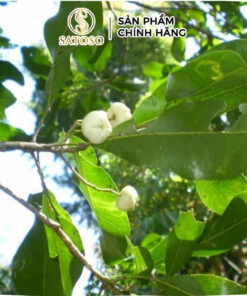 Cây Bưởi Bung Khô SATOSO