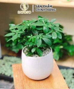 Ngũ Gia Bì Khô SATOSO - Ảnh 2