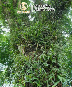 Cây Thạch Vĩ Khô SATOSO Hỗ Trợ Thanh Lọc Cơ Thể - Ảnh 2