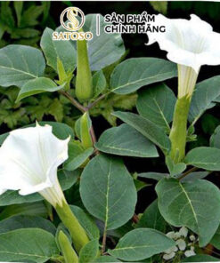 Cà Độc Dược Khô Thương Hiệu Satoso - Ảnh 2