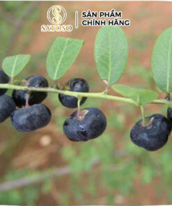 Cây Mực (Phèn Đen) Khô SATOSO - Ảnh 2