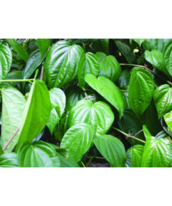 Bột lá trầu không SATOSO - Ảnh 3