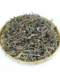 Cây Mắc Cỡ Khô (Cây Xấu Hổ) SATOSO - Ảnh 2