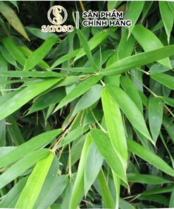Lá Tre Khô Thương Hiệu Satoso - Ảnh 2
