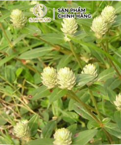 Cây Nở Ngày Đất Khô SATOSO Thảo Dược Tự Nhiên Hỗ Trợ Sức Khỏe - Ảnh 2