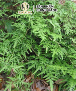 Cây Bòng Bong Khô Sấy Tự Nhiên Thương Hiệu SATOSO - Ảnh 3