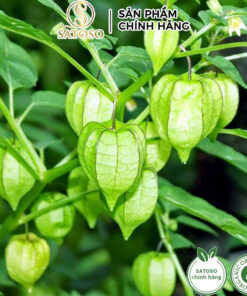 Cây Tầm Bóp SATOSO - Ảnh 2