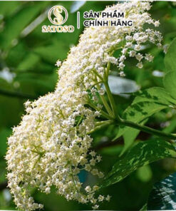 Cây Cơm Nguội Khô SATOSO - Ảnh 2