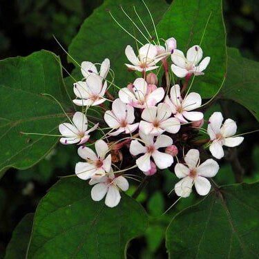 Bạch Đồng Nữ SATOSO Điều Kinh, Hỗ Trợ Bệnh Khí Hư, Bạch Đới Tự Nhiên