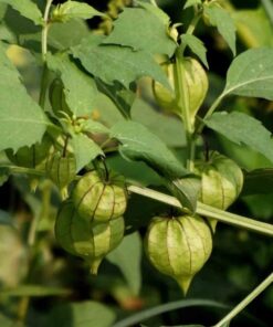 Cây Tầm Bóp SATOSO