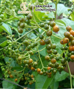Hạt xạ đen khô SATOSO - Ảnh 2