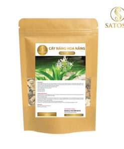 Cây náng hoa trắng khô SATOSO - Ảnh 3