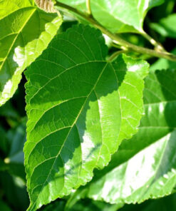 Lá dâu tằm sấy khô giảm đường huyết, tăng cường hệ thống miễn dịch SATOSO - Ảnh 3
