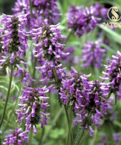 Hoắc hương khô SATOSO hàng đẹp sạch thơm tốt cho sức khỏe - Ảnh 3