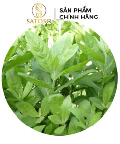 Cây Cúc Tần Sấy Khô, Sạch Satoso - Ảnh 3