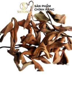 Cây Thạch Vĩ Khô SATOSO Hỗ Trợ Thanh Lọc Cơ Thể - Ảnh 3