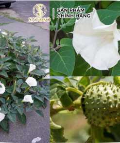 Cà Độc Dược Khô Thương Hiệu Satoso - Ảnh 3