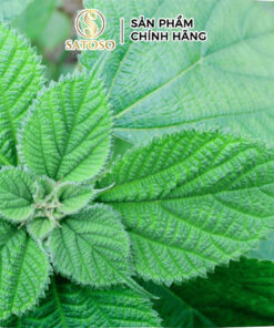 Lá Gai Khô SATOSO Hỗ Trợ Thanh Nhiệt, Tốt Cho Sức Khỏe - Ảnh 3
