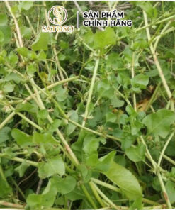 Cây Bòng Bong Khô Sấy Tự Nhiên Thương Hiệu SATOSO - Ảnh 4
