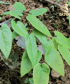 Lá dâm dương hoắc SATOSO - Ảnh 3