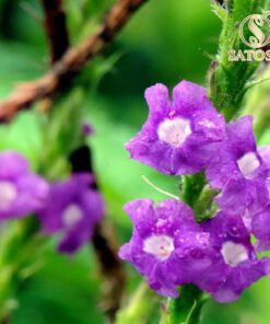 Cây chuột đuôi khô ( mạch lạc ) SATOSO - Ảnh 4